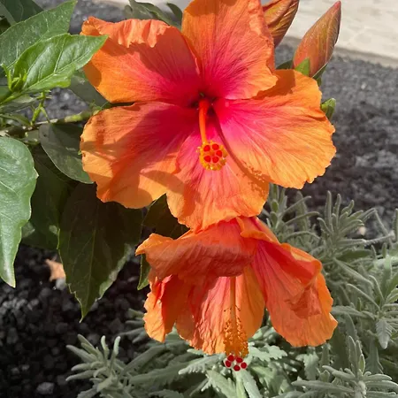 Apartman Apartamerica 471, Gartenwohnung, Pool, 150 M Zum Strand, Americas Costa Adeje (Tenerife)