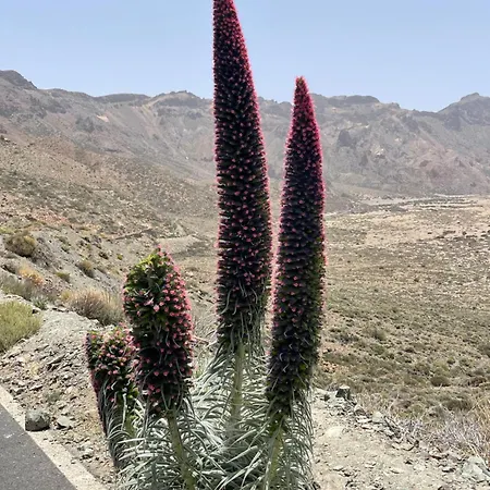 Apartamerica 471, Gartenwohnung, Pool, 150 M Zum Strand, Americas * Costa Adeje (Tenerife)