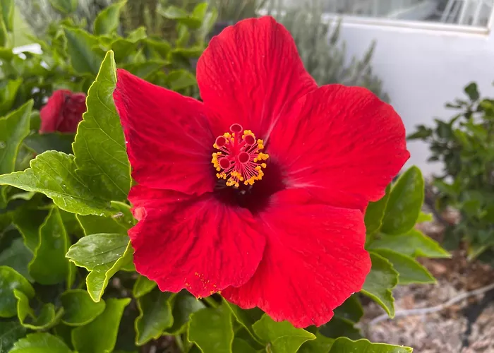 Apartamerica 471, Gartenwohnung, Pool, 150 M Zum Strand, Americas Appartement *