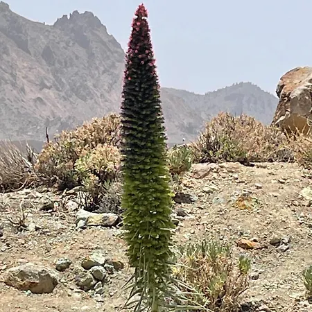 Apartamerica 471, Gartenwohnung, Pool, 150 M Zum Strand, Americas * Costa Adeje (Tenerife)