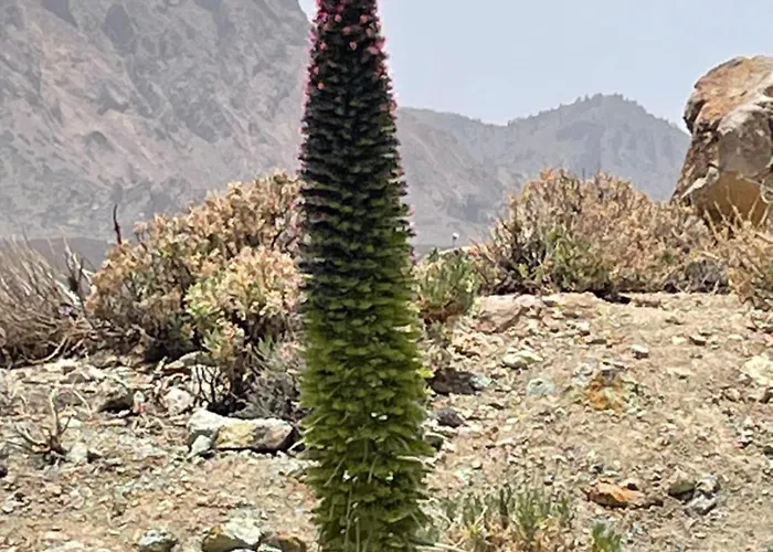 Apartamerica 471, Gartenwohnung, Pool, 150 M Zum Strand, Americas * Costa Adeje (Tenerife)