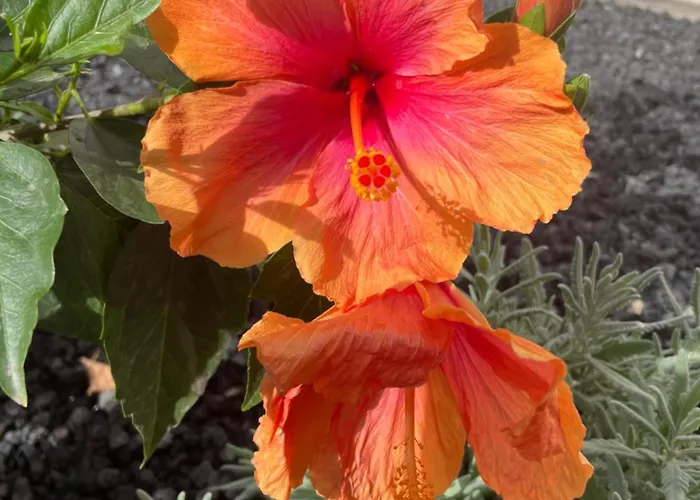 Apartment Apartamerica 471, Gartenwohnung, Pool, 150 M Zum Strand, Americas Costa Adeje (Tenerife)