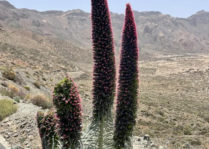 Apartamerica 471, Gartenwohnung, Pool, 150 M Zum Strand, Americas * Costa Adeje (Tenerife)